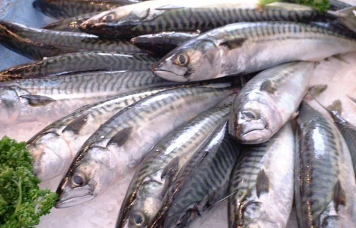 Waduh! 10 Jenis Ikan Ini Ternyata Mengandung Merkuri dengan Kadar Tinggi