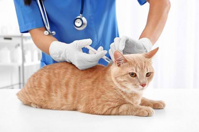 24 Kucing Mati Mendadak, KPKP DKI Vaksinasi Rabies Kucing Peliharaan Warga