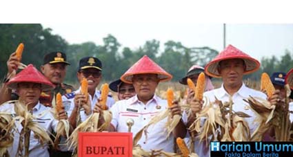 Hadiri Panen Raya Jagung, Bupati Nanang Ermanto : Dorong Daerah Tingkatkan Komoditas Pangan
