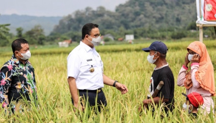 Panen Padi di Sumedang, Gubernur Anies Pastikan Kerja Sama Antardaerah Saling Menguntungkan