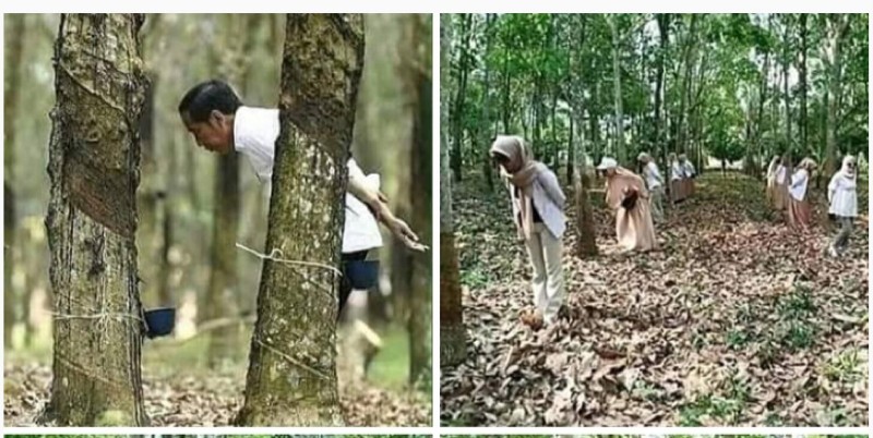 Harga Karet Tak Kunjung Membaik, Emak-emak Kritik Satir Jokowi