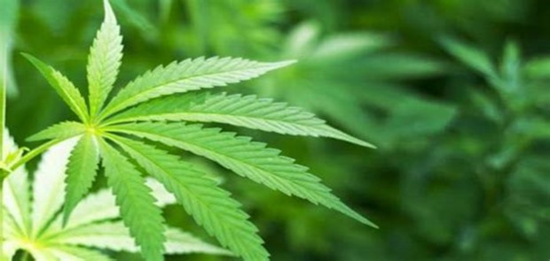 Perusahaan Ganja Asal Kanada Terbitkan Saham