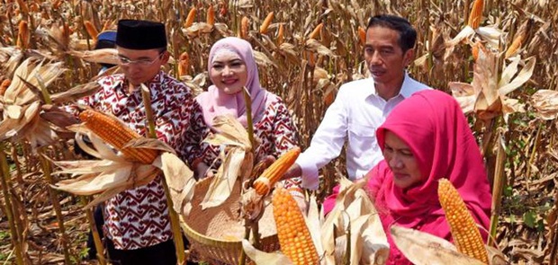 Jokowi Gagal Penuhi Target Swasembada Pajale