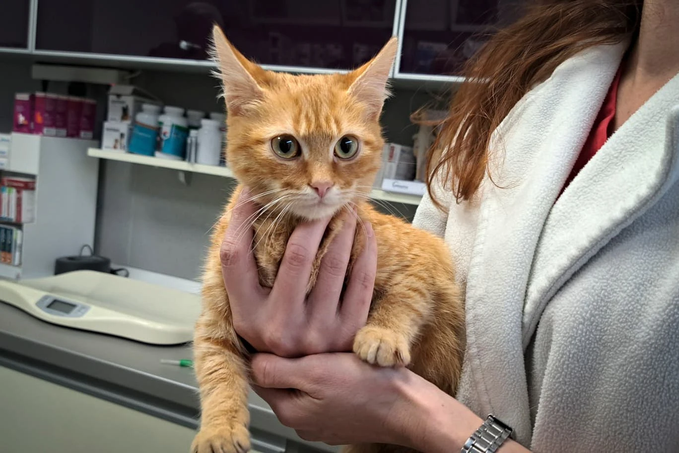 Kucing Bernama Peach Menyelamatkan Jurnalis Yang Kabur dari Ukraina ke Rumania